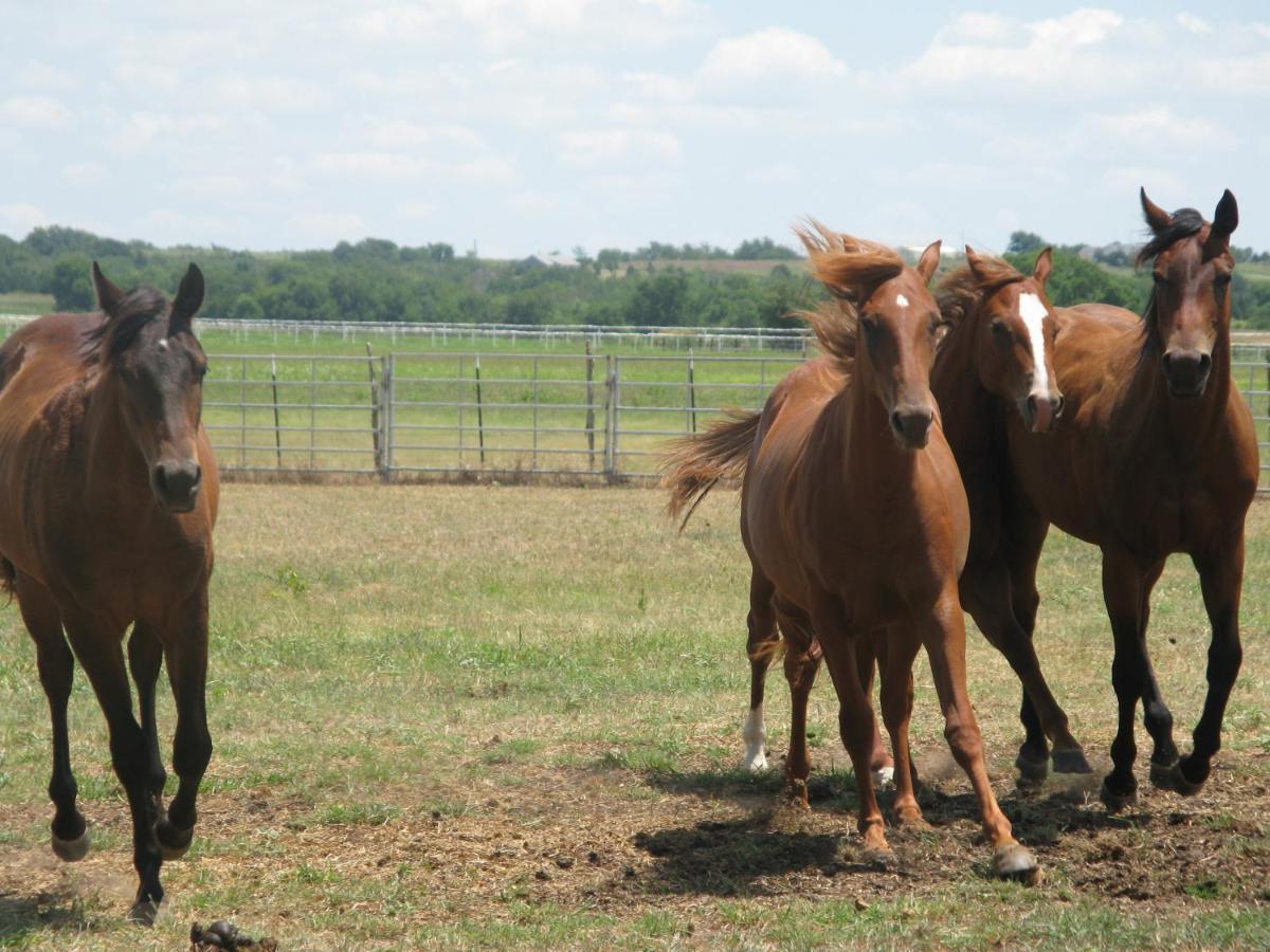 Agriturismo Monsereno Horses Imbersago Exteriér fotografie